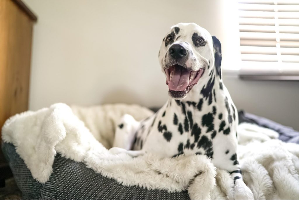 smiling dalmatian